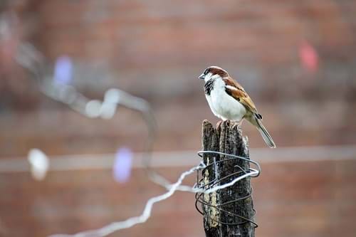 bird-proofing-sparrow-wfvttqegfkby