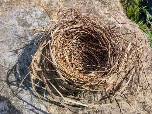 bird-proofing-nests-wfldfmjpvtgd