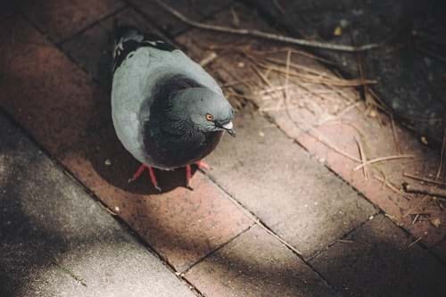 bird-proofing-pigeon-wfanfqgxlgck