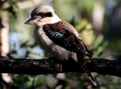 native-birds-australia-wfwmmovsrlvt
