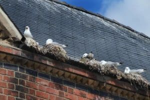Seagulls nesting in a gutter