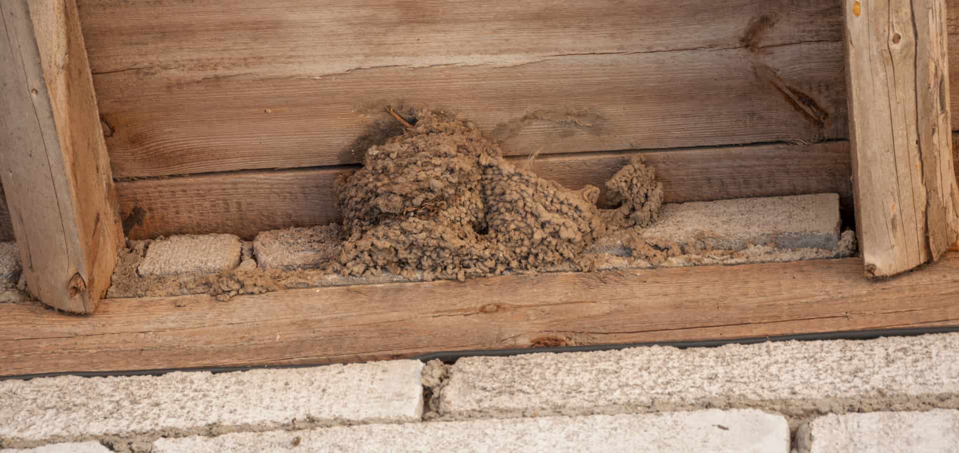 nest under eaves