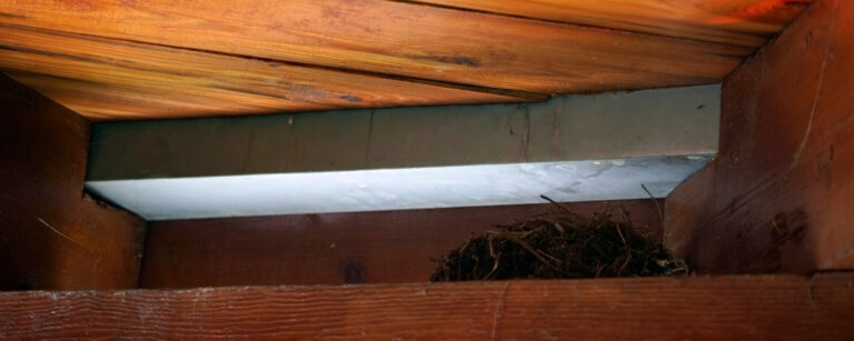 AGP bird nest in roof eaves