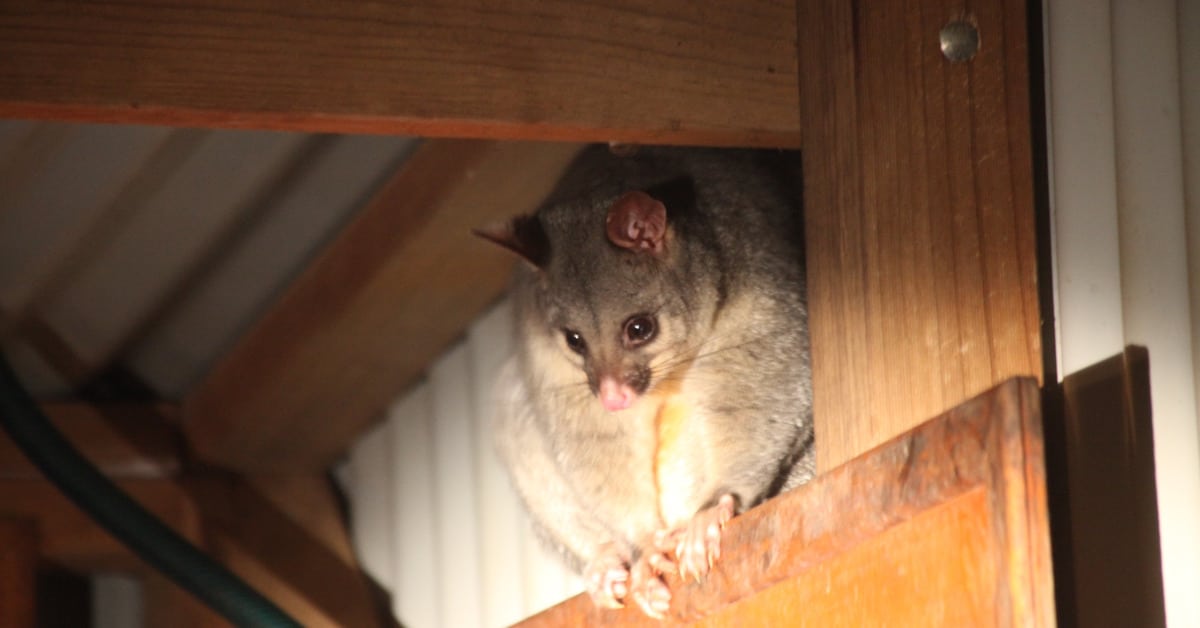 possum proofing does gutter guard protect against possums