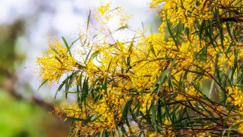 wattle trees that block gutters