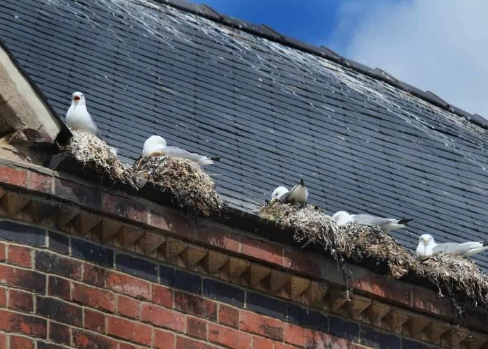 Seagulls nesting in a gutter